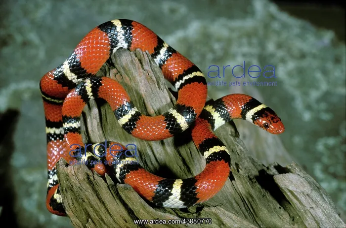 : Scarlet Kingsnake : Scarlet Kingsnake