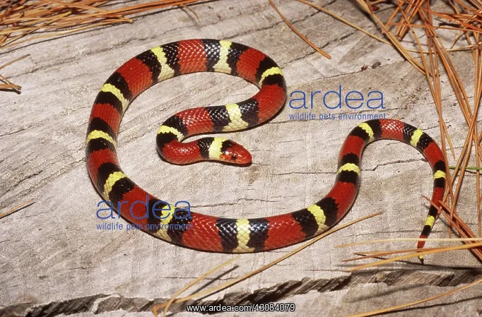 : Scarlet Kingsnake : Scarlet Kingsnake