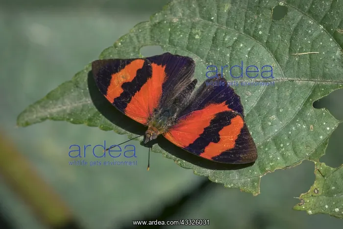 : Scarlet Knight butterfly (Temenis pulchra) Santa : Scarlet Knight butterfly (Temenis pulchra) Santa