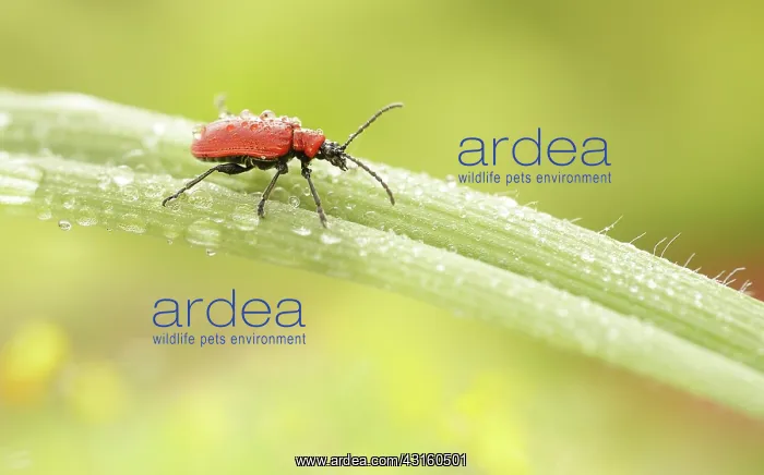 : Scarlet Lily Beetle : Scarlet Lily Beetle