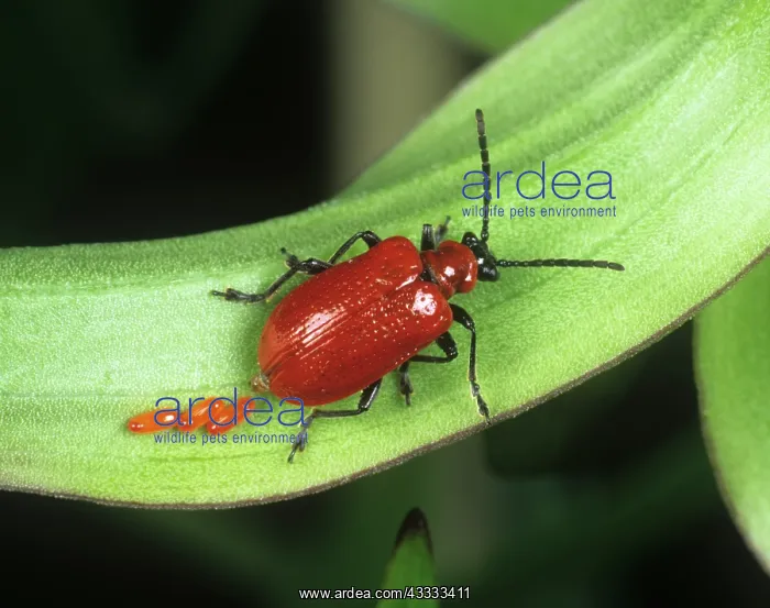 : Scarlet Lily Beetle : Scarlet Lily Beetle