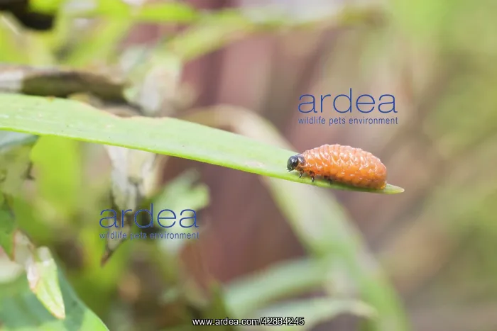 : Scarlet Lily Beetle larva : Scarlet Lily Beetle larva
