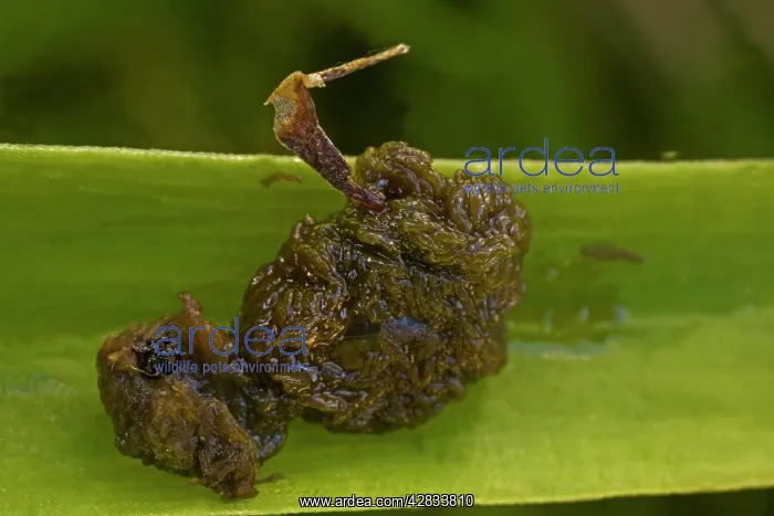 : Scarlet Lily Beetle Larvae : Scarlet Lily Beetle Larvae