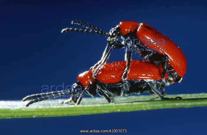 : Scarlet Lily Beetle (Lilioceris lilii) couple m : Scarlet Lily Beetle (Lilioceris lilii) couple m