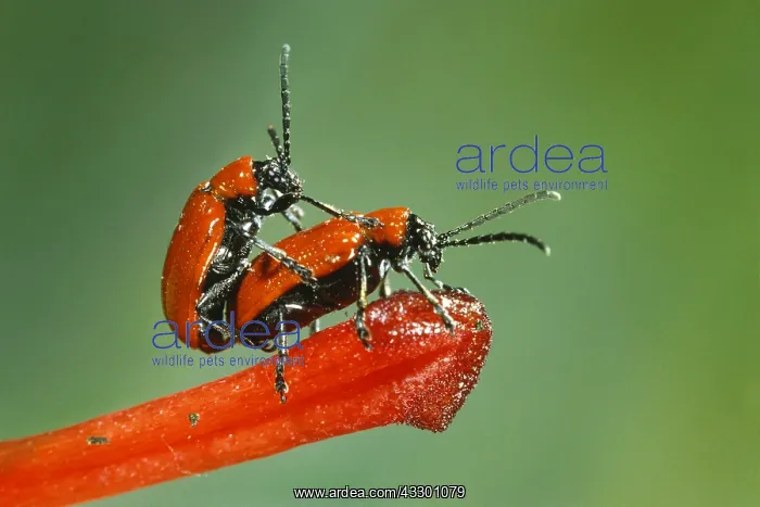 : Scarlet Lily Beetle (Lilioceris lilii) couple m : Scarlet Lily Beetle (Lilioceris lilii) couple m