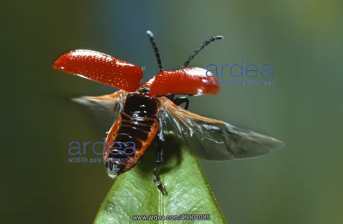  : Scarlet Lily Beetle (Lilioceris lilii) landing