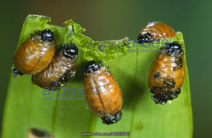 : Scarlet Lily Beetle (Lilioceris lilii) larvae f : Scarlet Lily Beetle (Lilioceris lilii) larvae f