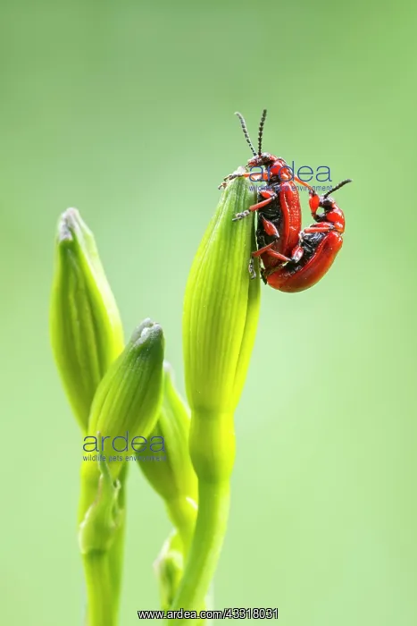 : Scarlet lily beetle (Lilioceris lilii), mating on : Scarlet lily beetle (Lilioceris lilii), mating on