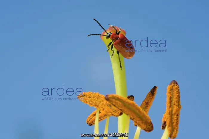 : Scarlet Lily Beetle on lily flower : Scarlet Lily Beetle on lily flower