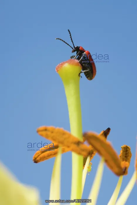 : Scarlet Lily Beetle on lily flower : Scarlet Lily Beetle on lily flower