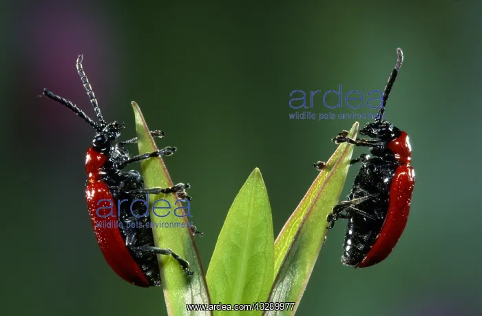 : Scarlet Lily Beetles (Lilioceris lilii) on a pl : Scarlet Lily Beetles (Lilioceris lilii) on a pl