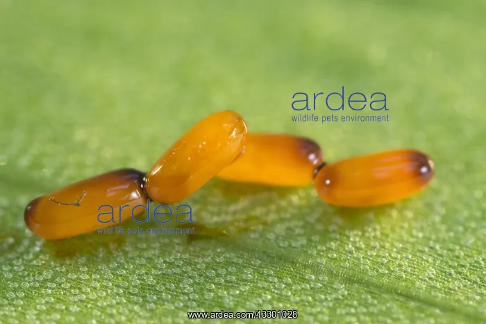: Scarlet lily eggs on Lily leaf - Norfolk UK : Scarlet lily eggs on Lily leaf - Norfolk UK