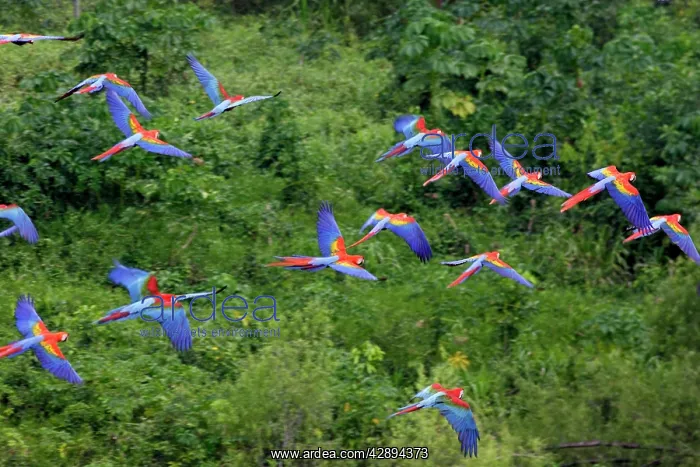  : Scarlet Macaw