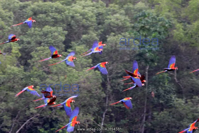 : Scarlet Macaw : Scarlet Macaw