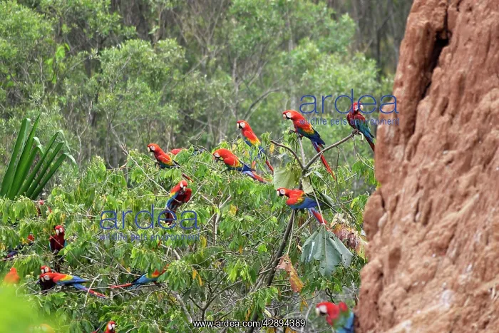 : Scarlet Macaw : Scarlet Macaw