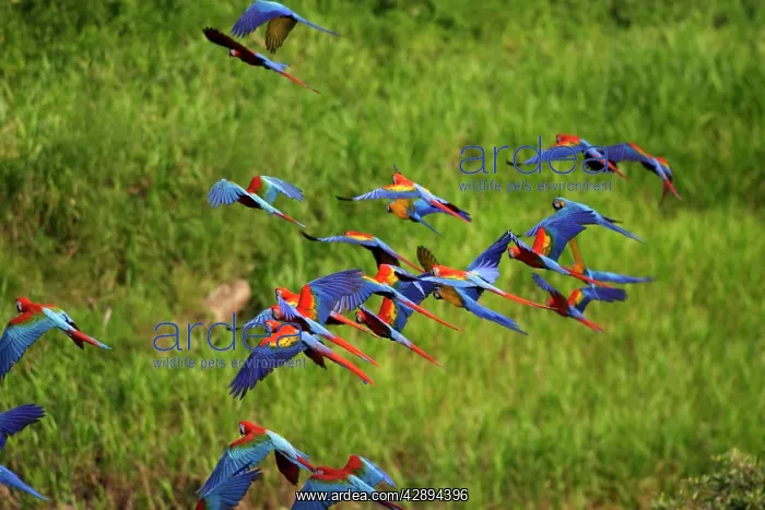 : Scarlet Macaw : Scarlet Macaw