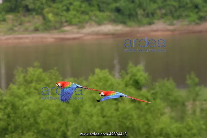 : Scarlet Macaw : Scarlet Macaw