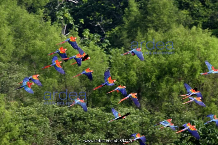 : Scarlet Macaw : Scarlet Macaw