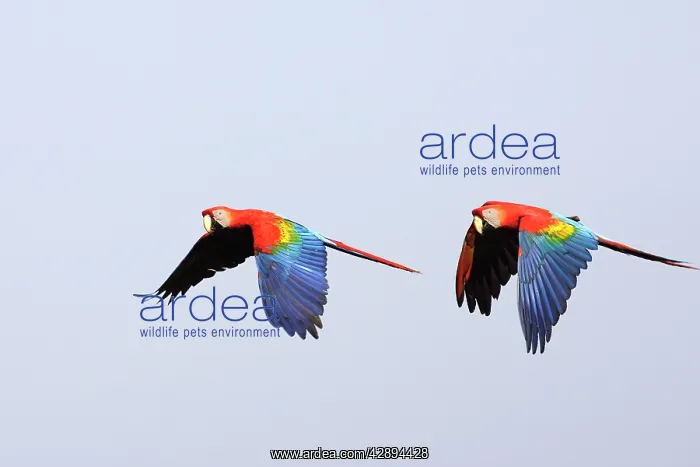 : Scarlet Macaw : Scarlet Macaw