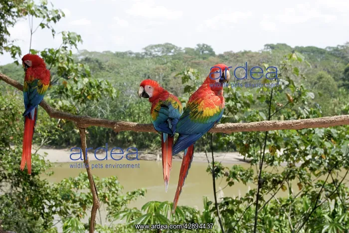 : Scarlet Macaw : Scarlet Macaw
