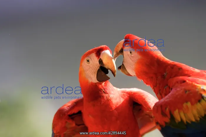 : Scarlet Macaw : Scarlet Macaw