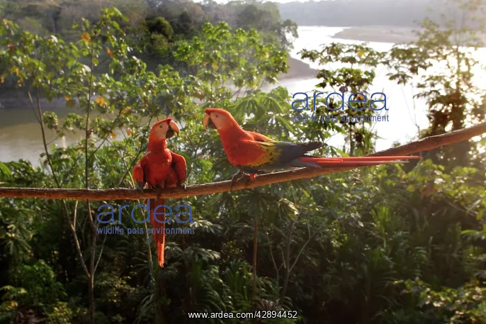 : Scarlet Macaw : Scarlet Macaw