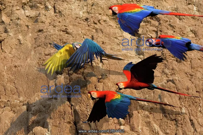 : Scarlet Macaw : Scarlet Macaw