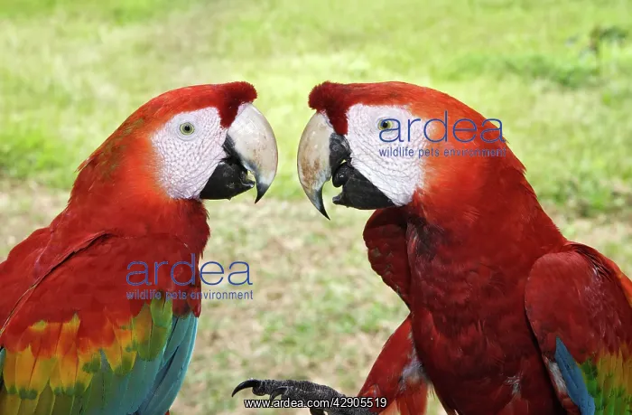 : Scarlet Macaw : Scarlet Macaw