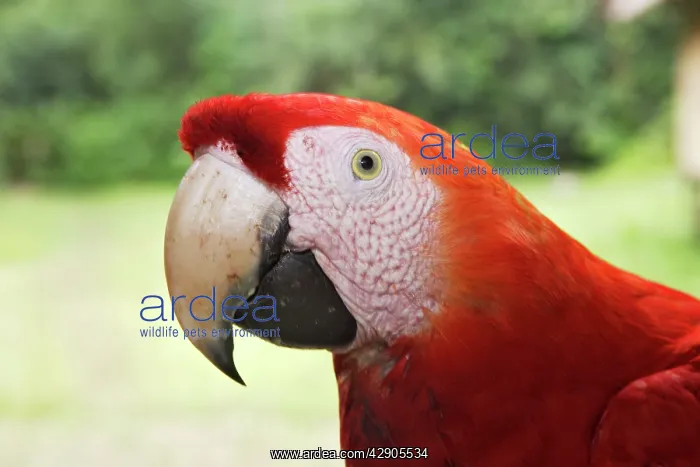 : Scarlet Macaw : Scarlet Macaw