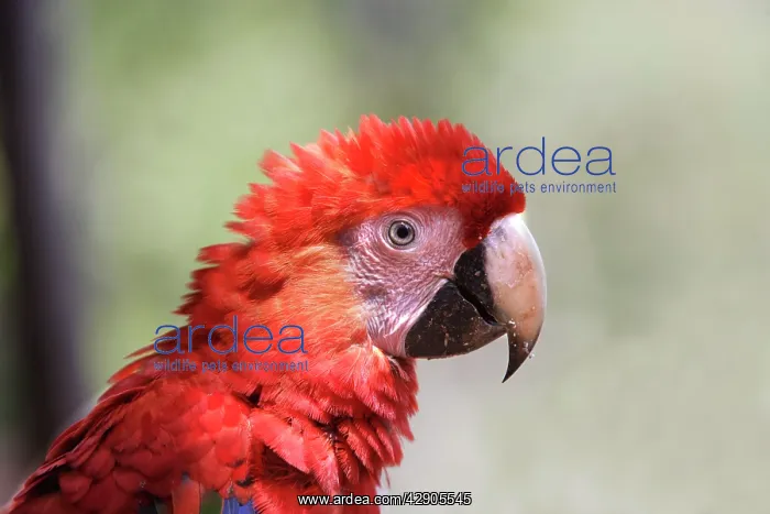 : Scarlet Macaw : Scarlet Macaw