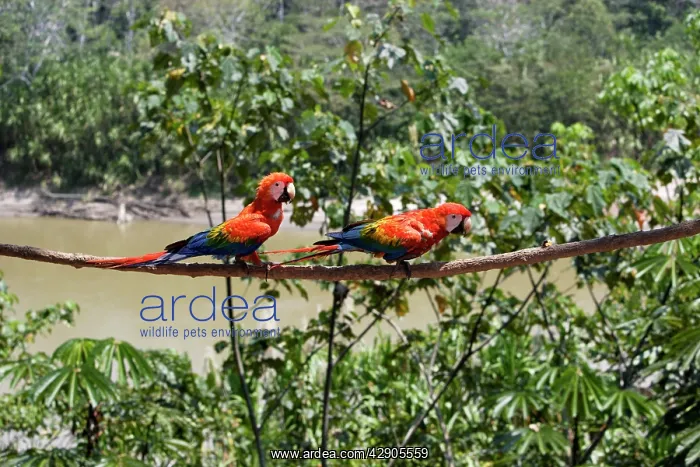 : Scarlet Macaw : Scarlet Macaw