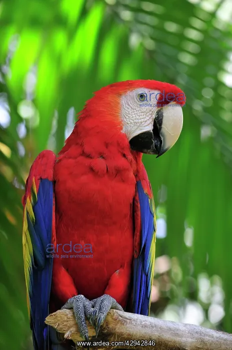 : Scarlet macaw : Scarlet macaw