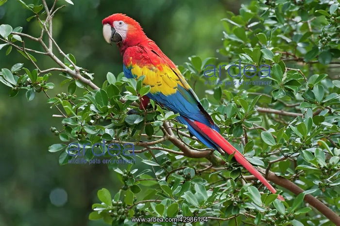: Scarlet Macaw : Scarlet Macaw
