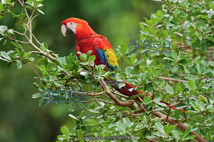 : Scarlet Macaw : Scarlet Macaw