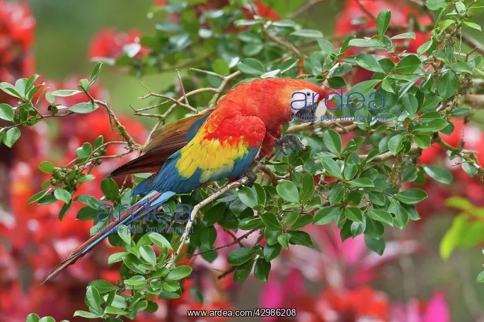 : Scarlet Macaw : Scarlet Macaw