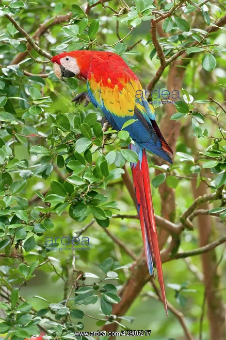: Scarlet Macaw : Scarlet Macaw