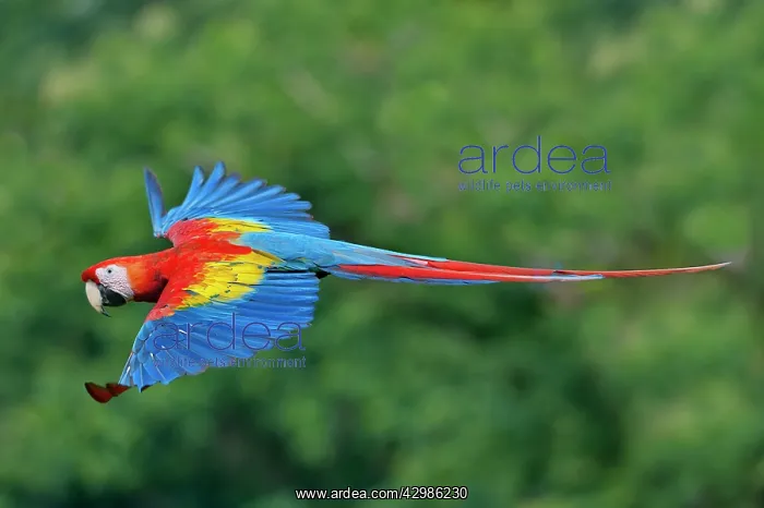 : Scarlet Macaw : Scarlet Macaw