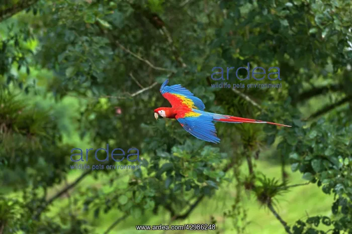 : Scarlet Macaw : Scarlet Macaw