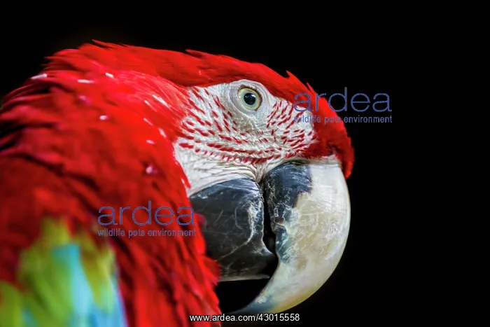 : Scarlet Macaw : Scarlet Macaw