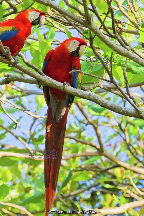 : Scarlet Macaw : Scarlet Macaw