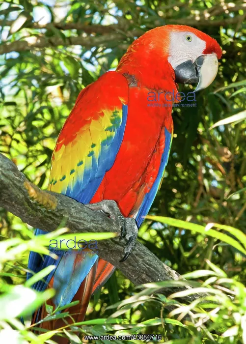 : Scarlet Macaw : Scarlet Macaw