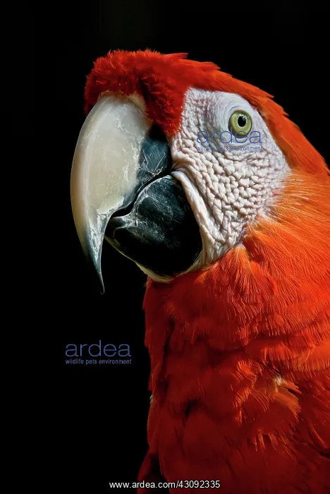: Scarlet Macaw : Scarlet Macaw