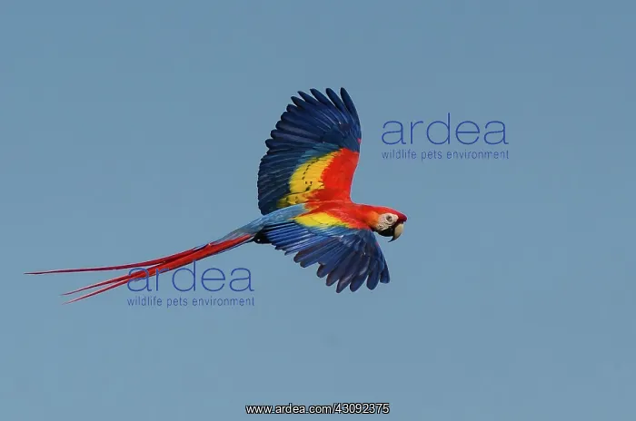 : Scarlet Macaw : Scarlet Macaw