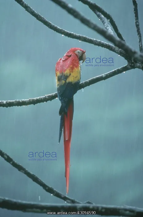 : Scarlet Macaw : Scarlet Macaw