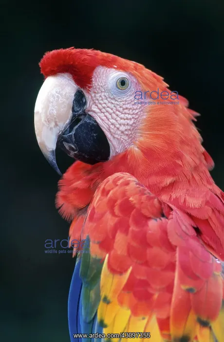 : Scarlet Macaw : Scarlet Macaw