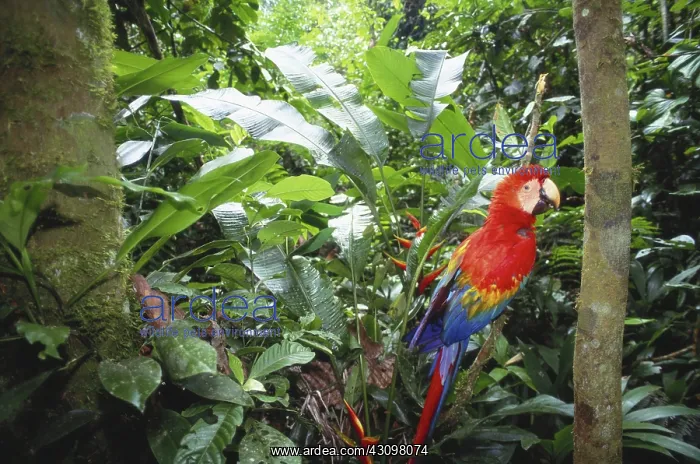 : Scarlet Macaw : Scarlet Macaw