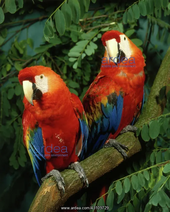 : Scarlet Macaw : Scarlet Macaw
