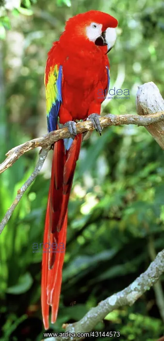 : Scarlet Macaw : Scarlet Macaw