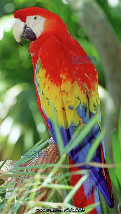 : Scarlet Macaw : Scarlet Macaw
