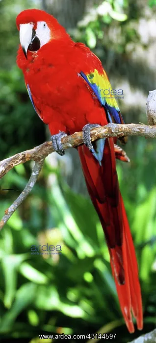 : Scarlet Macaw : Scarlet Macaw